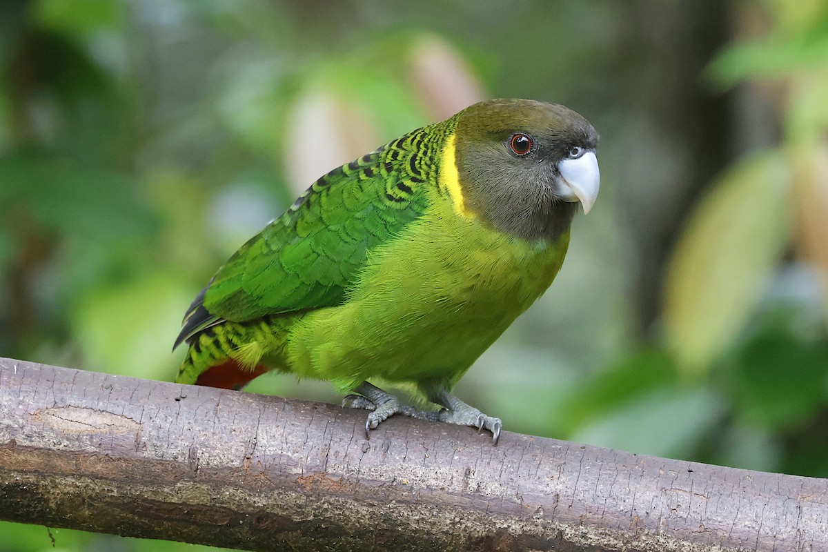 Brehm's Tiger-Parrot - ML646020760