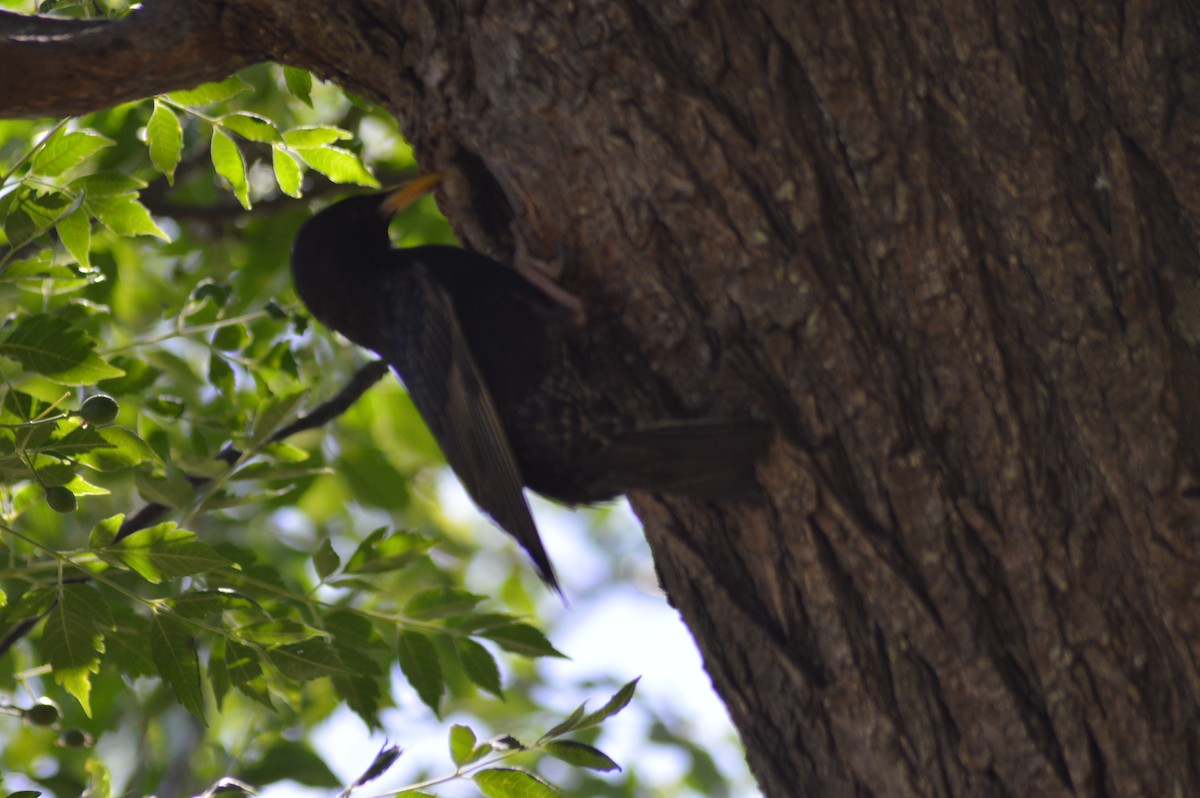 Sığırcık - ML646020764