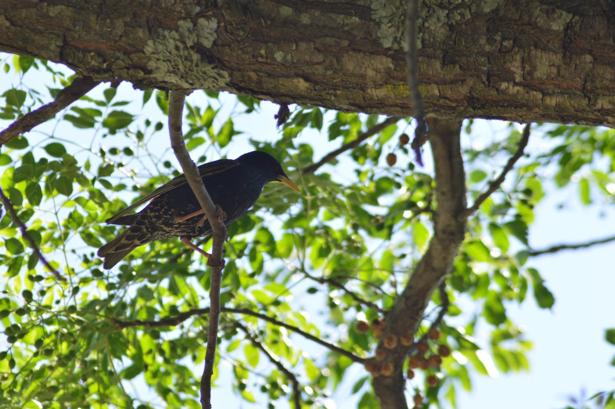 Sığırcık - ML646020765