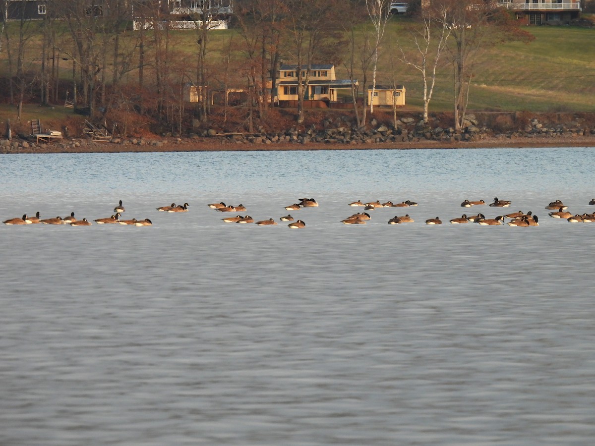 Канад галуу - ML646020784