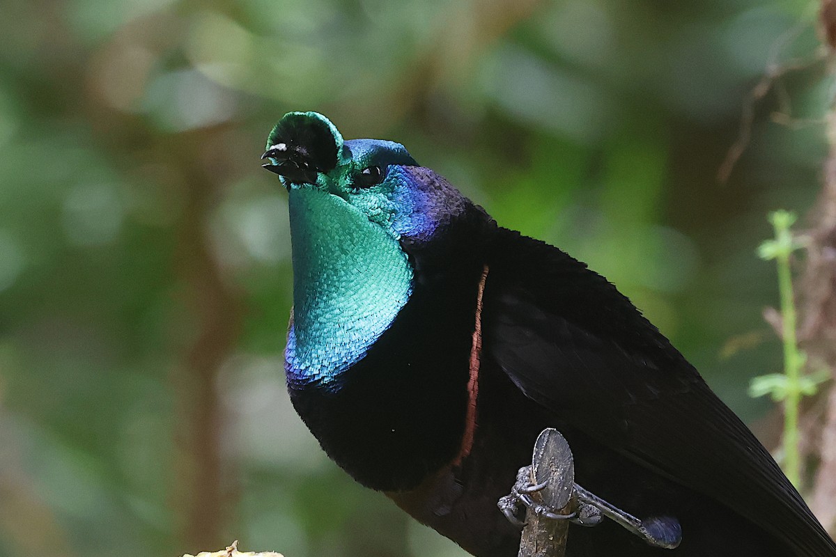 Ribbon-tailed Astrapia - ML646020785