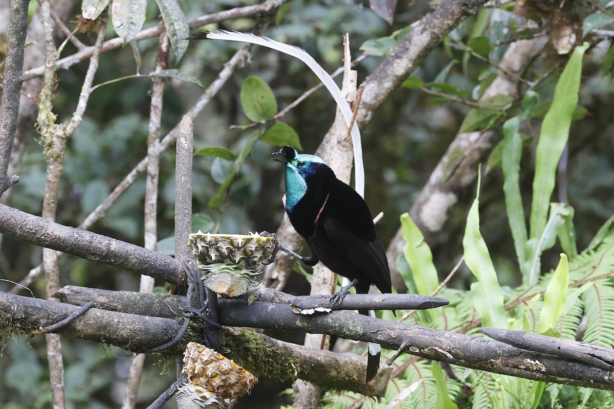 Ribbon-tailed Astrapia - ML646020786