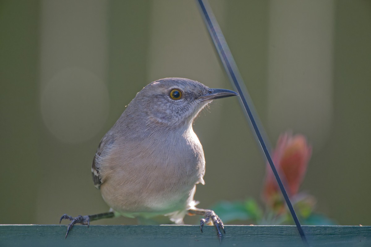 Sinsonte Norteño - ML646020788