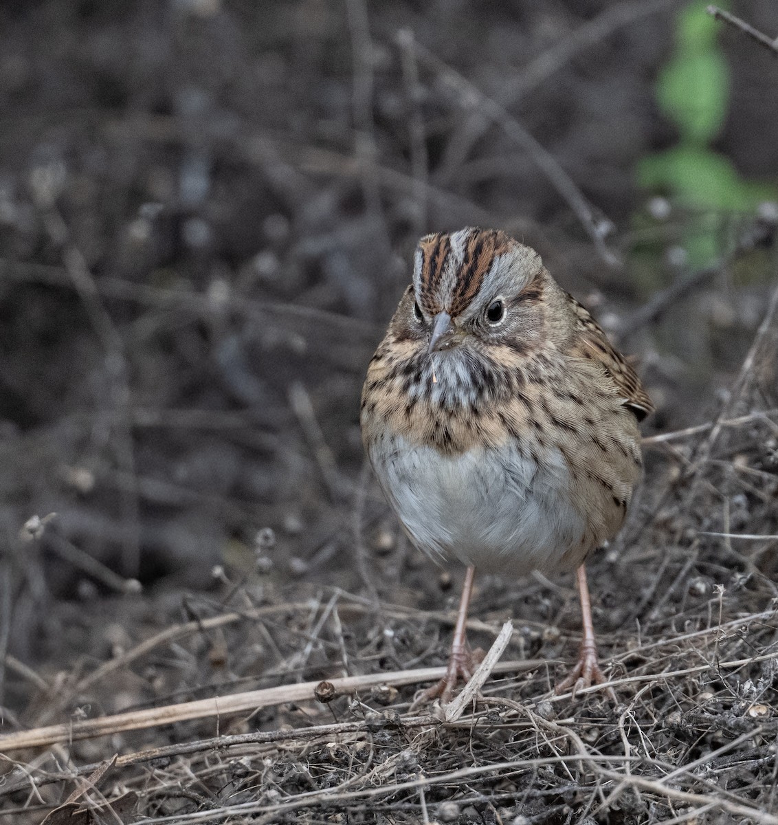 Lincoln's Sparrow - ML646020809