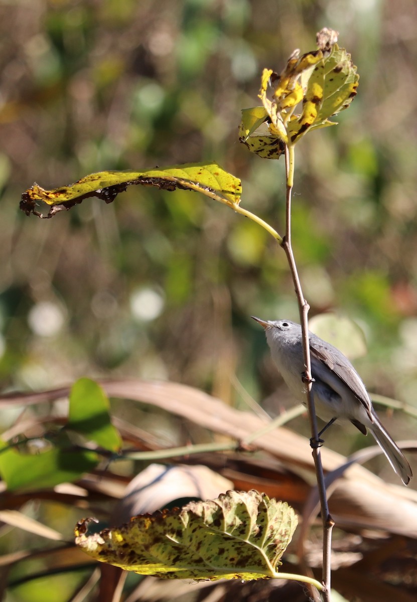 Голубая комароловка - ML646020811