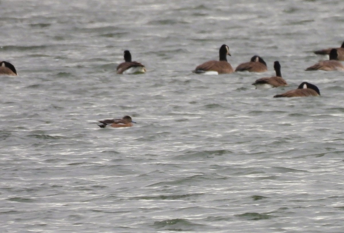 Ahate txistulari amerikarra - ML646020812