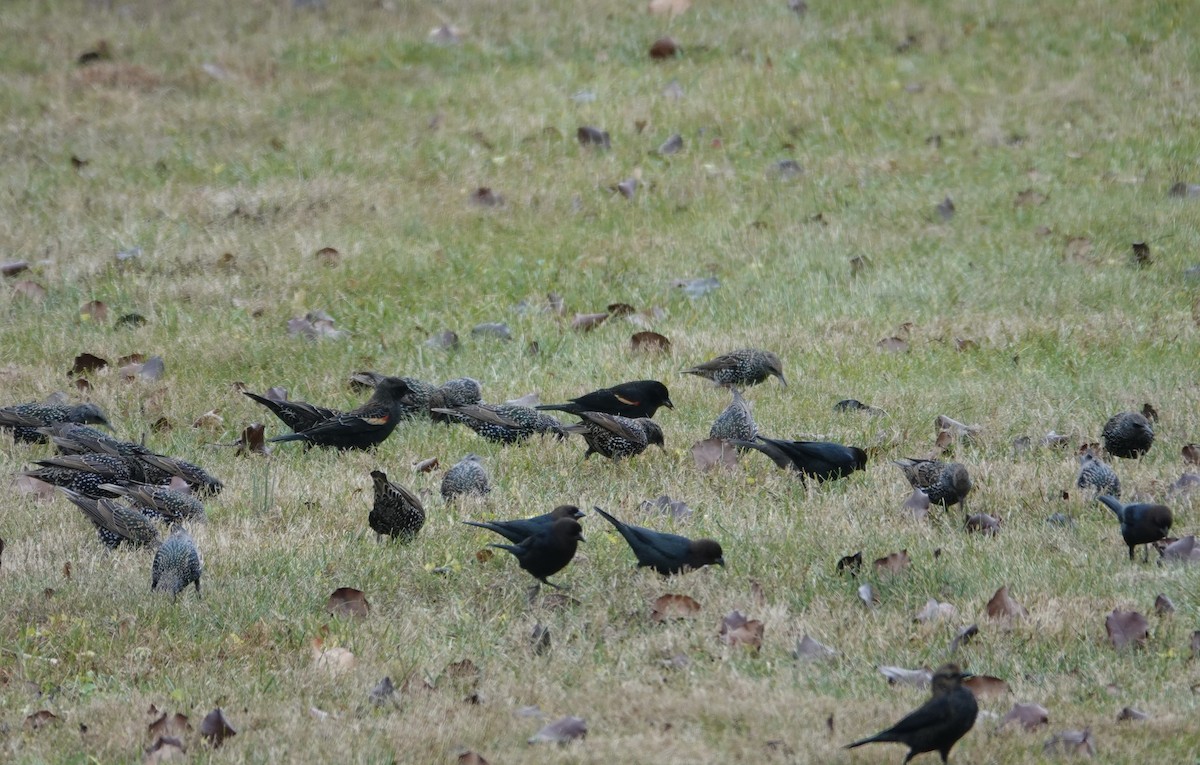 Brown-headed Cowbird - ML646020819