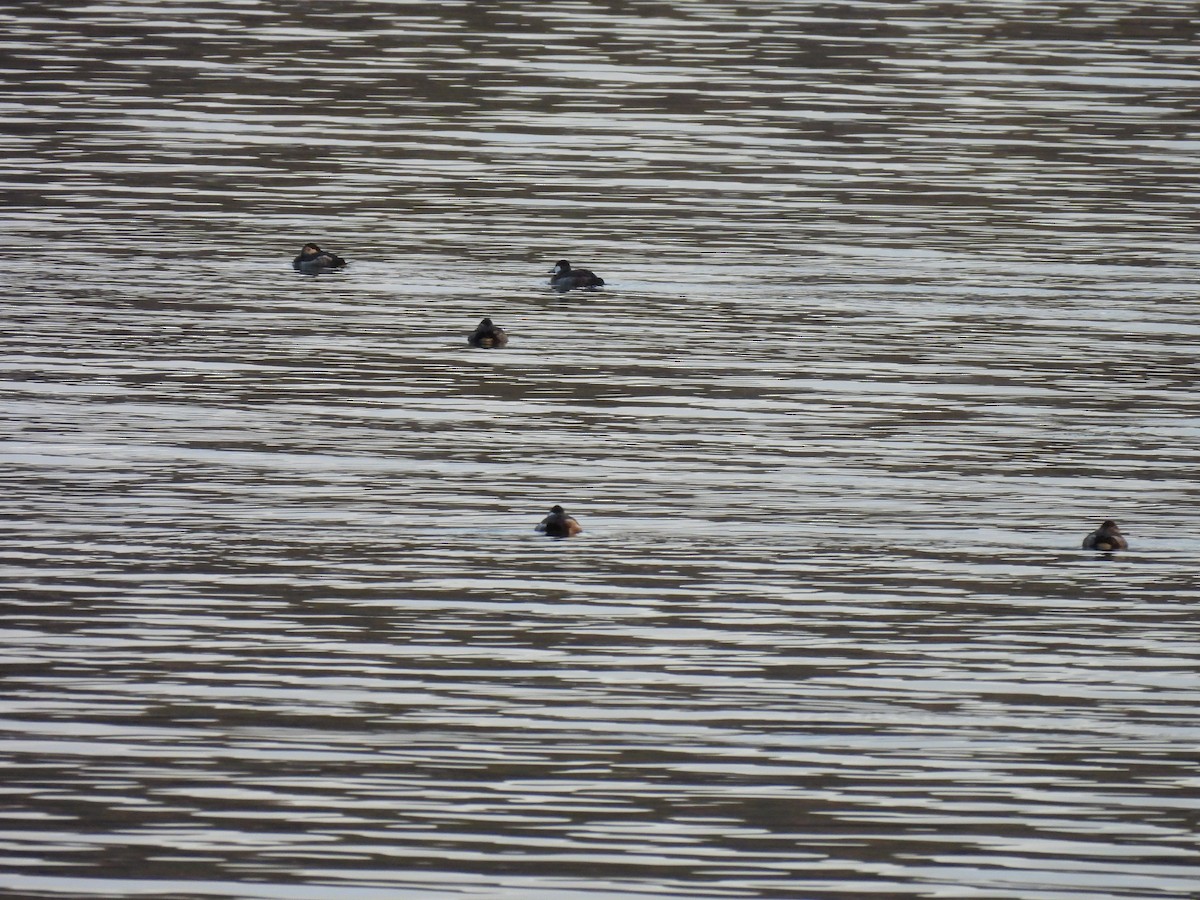 Ahate herdoiltsua - ML646020823