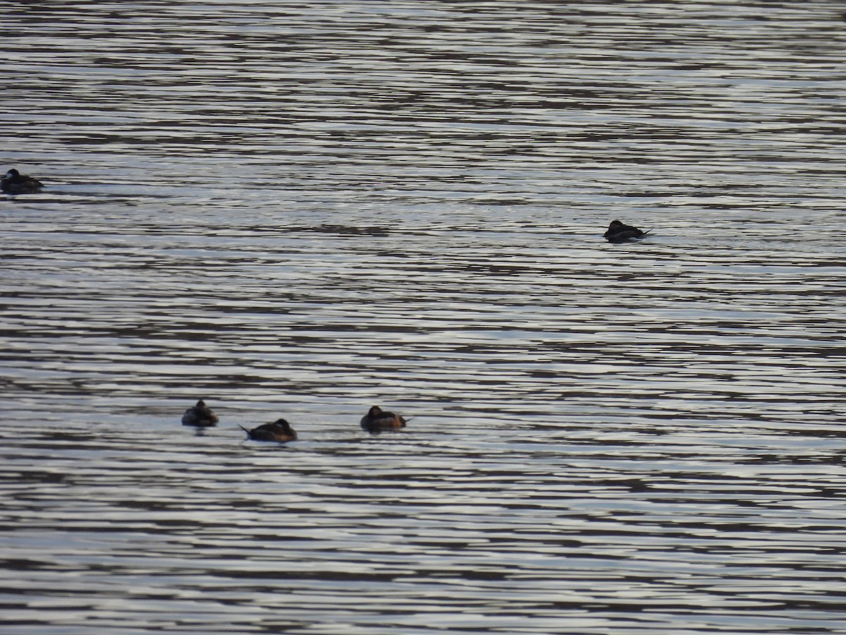 Ahate herdoiltsua - ML646020824