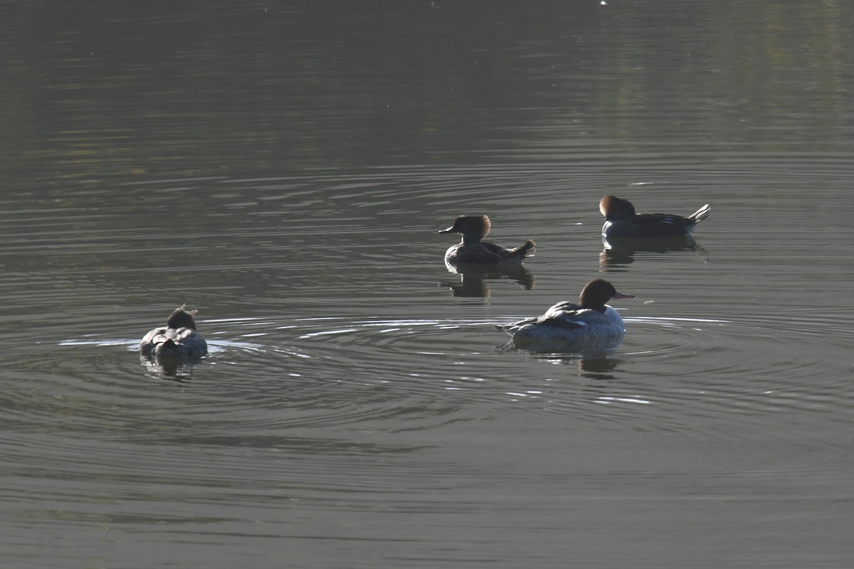 Hooded Merganser - ML646020826