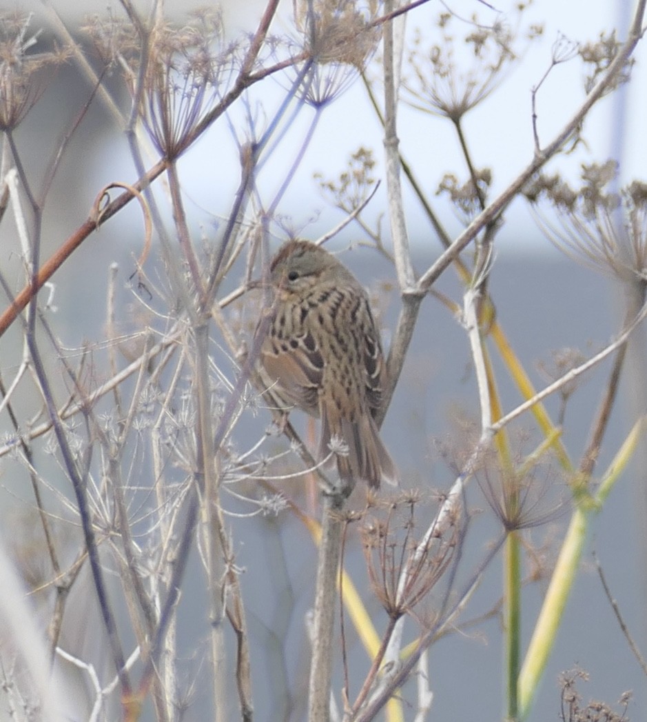Lincoln's Sparrow - ML646020830