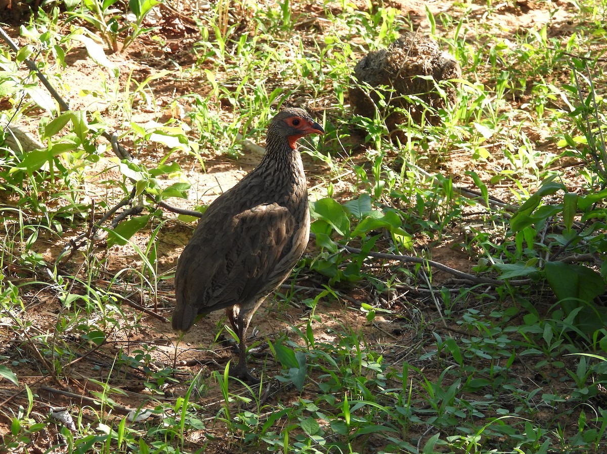 Swainson's Spurfowl - ML646020831