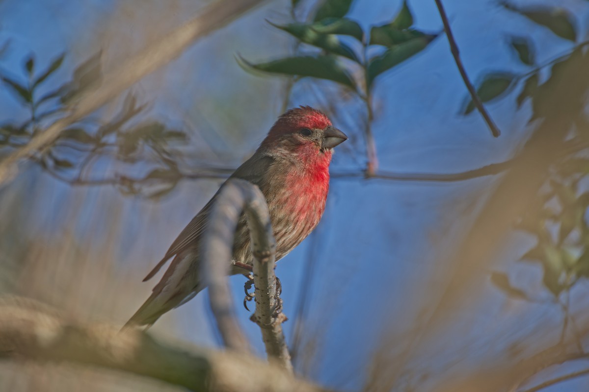 House Finch - ML646020833