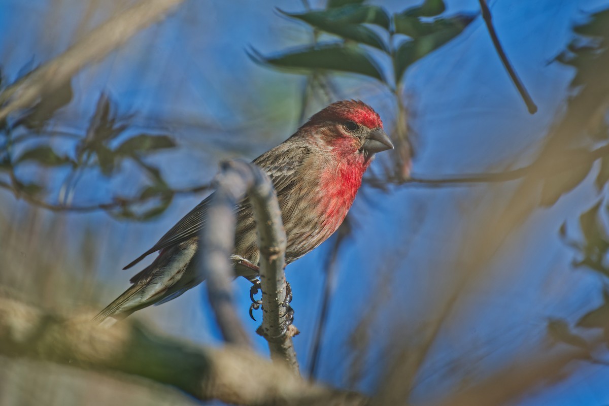 House Finch - ML646020834