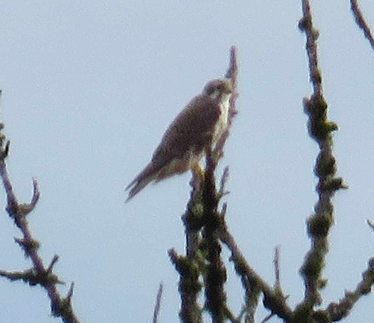 Prairie Falcon - ML646020835