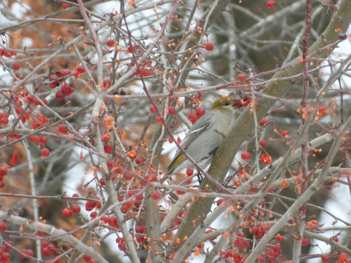 ギンザンマシコ - ML646020837