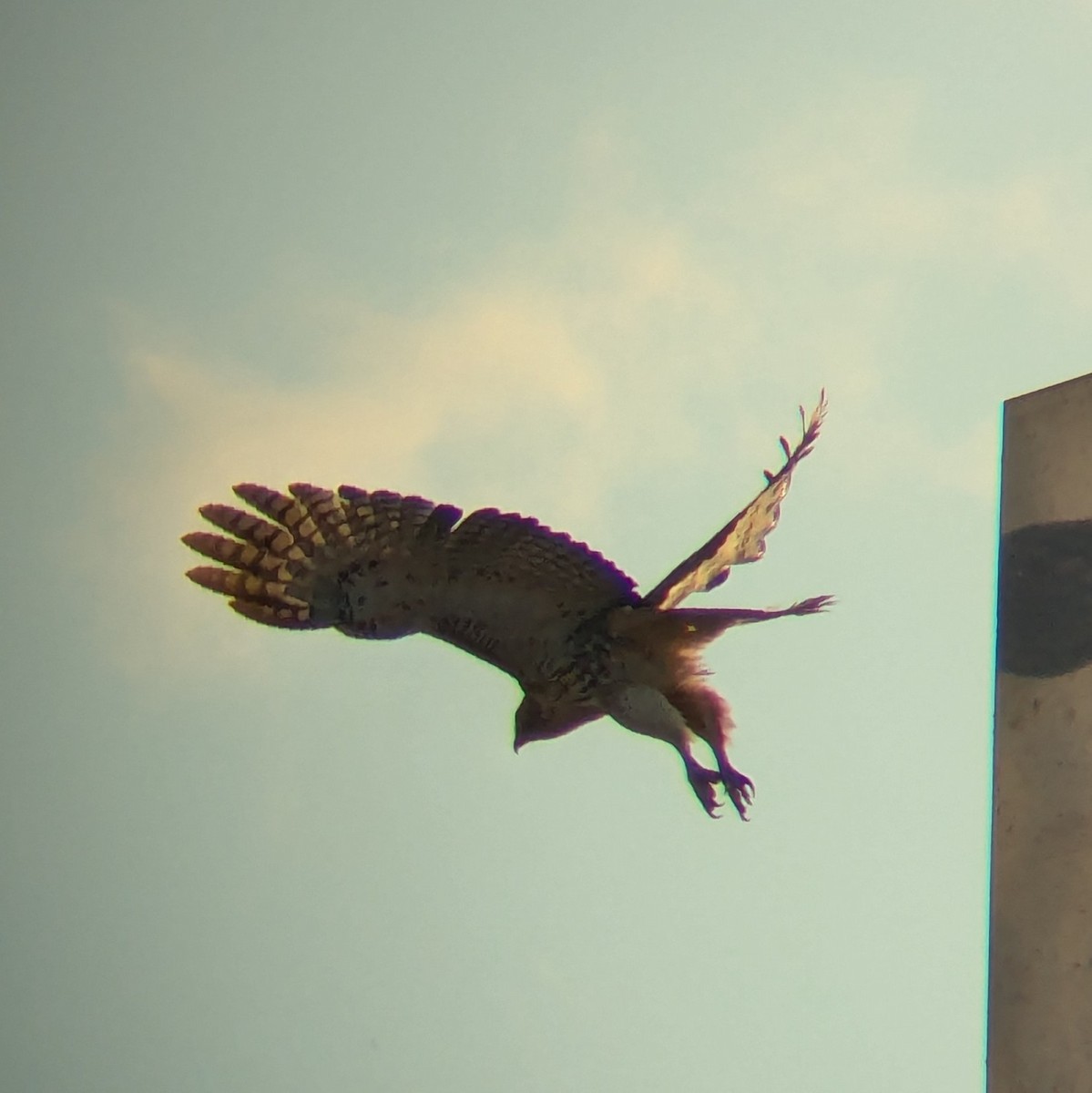 Краснохвостый канюк - ML646020843