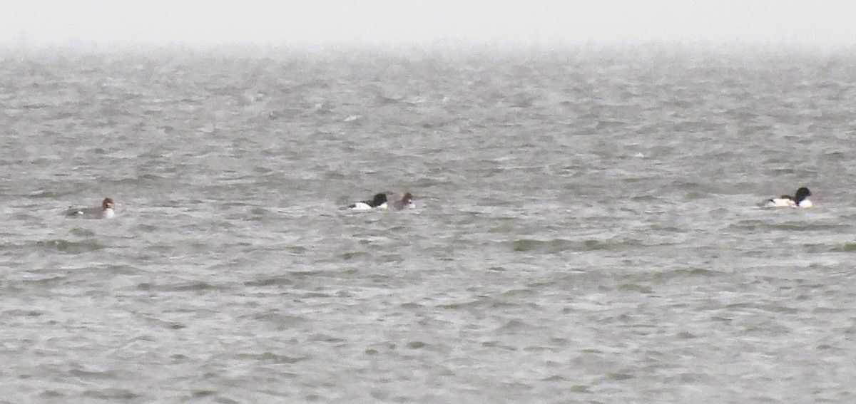 Zerra handia - ML646020852