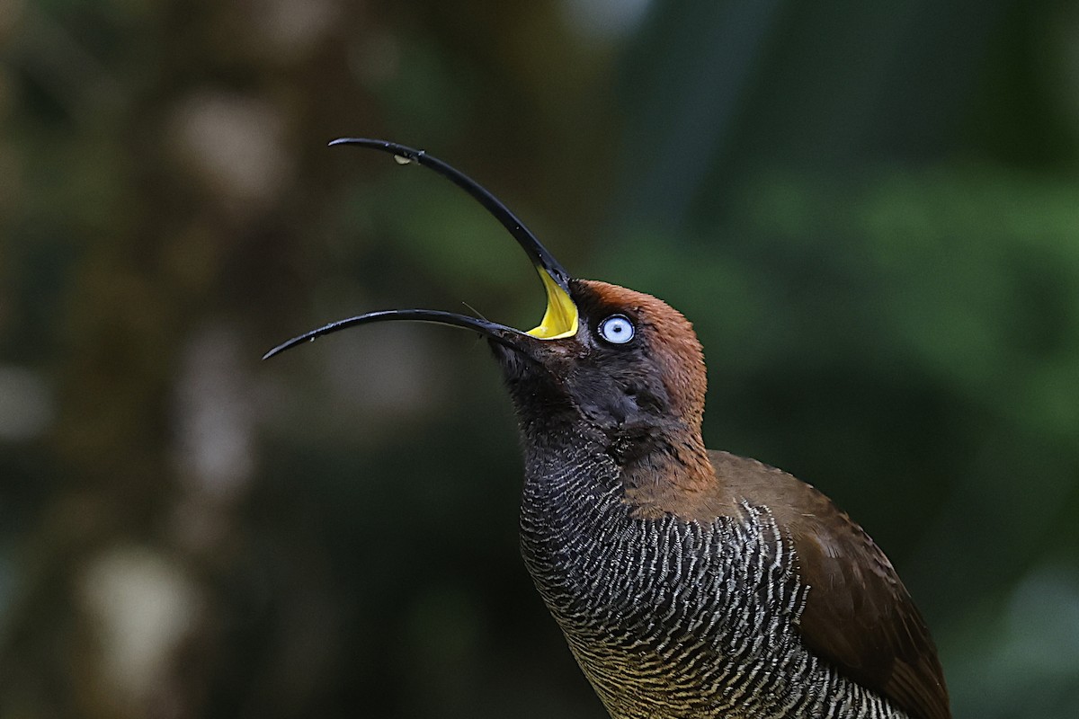 Brown Sicklebill - ML646020853