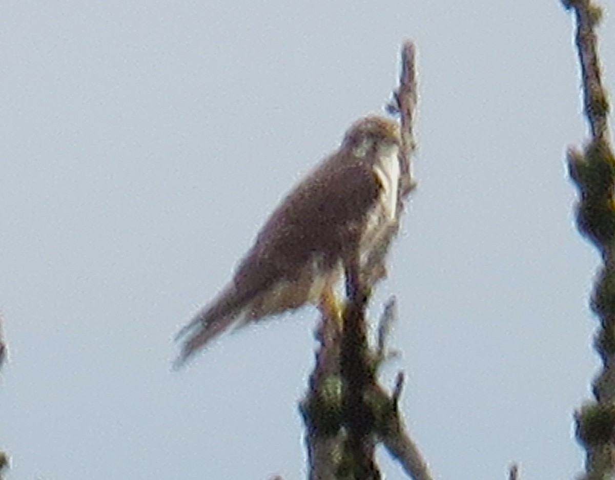 Prairie Falcon - ML646020854