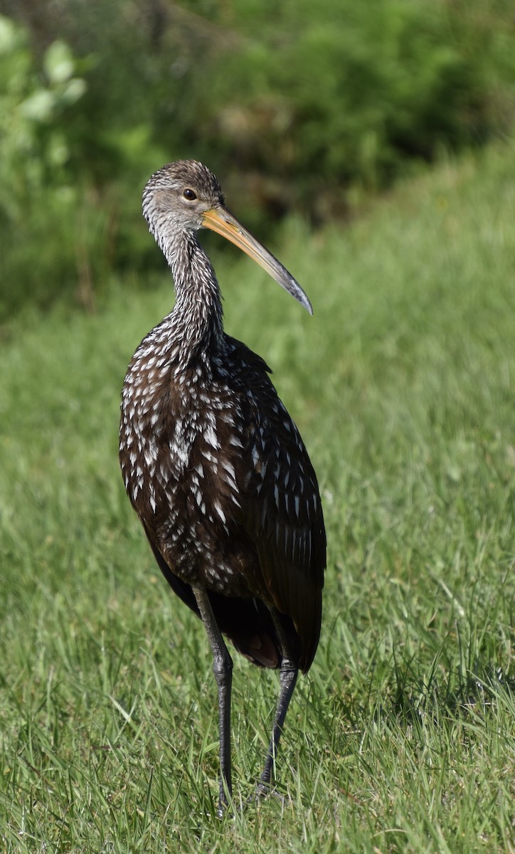 Limpkin - ML646020857
