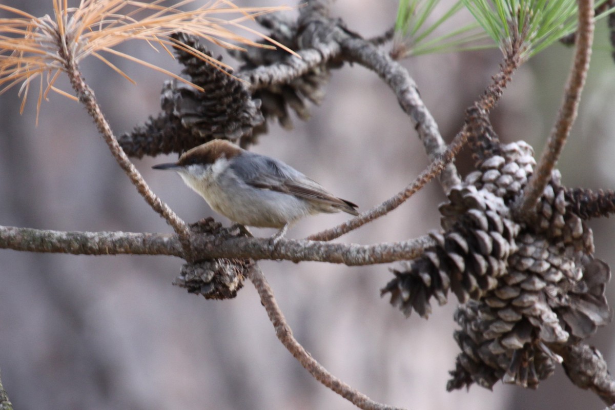 brhlík hnědohlavý - ML646020860