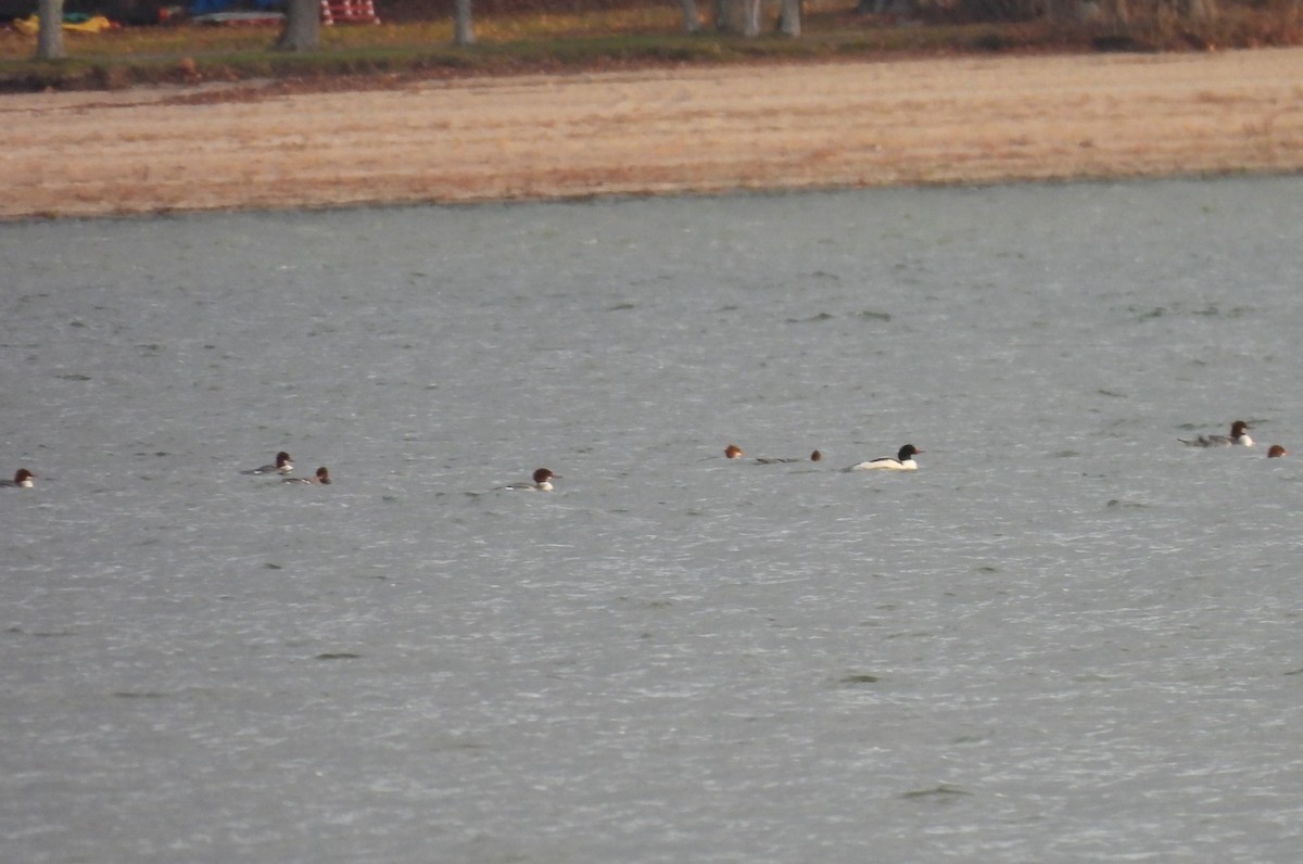 Zerra handia - ML646020866