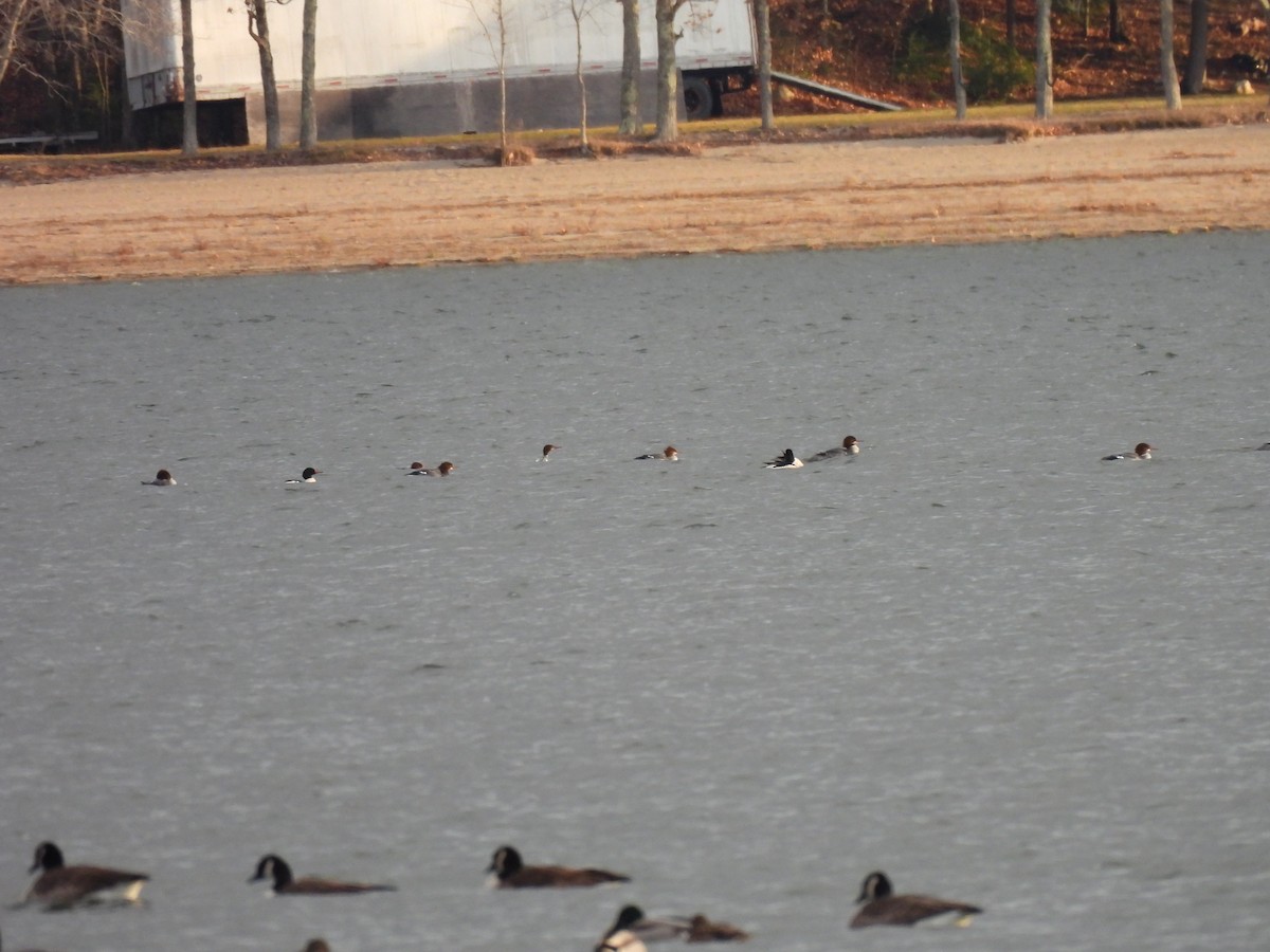 Zerra handia - ML646020867