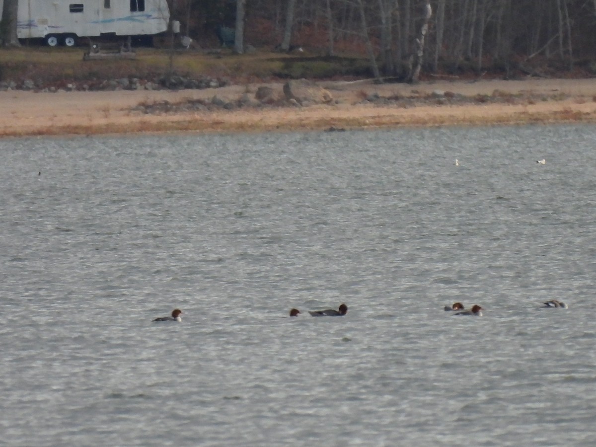 Zerra handia - ML646020868