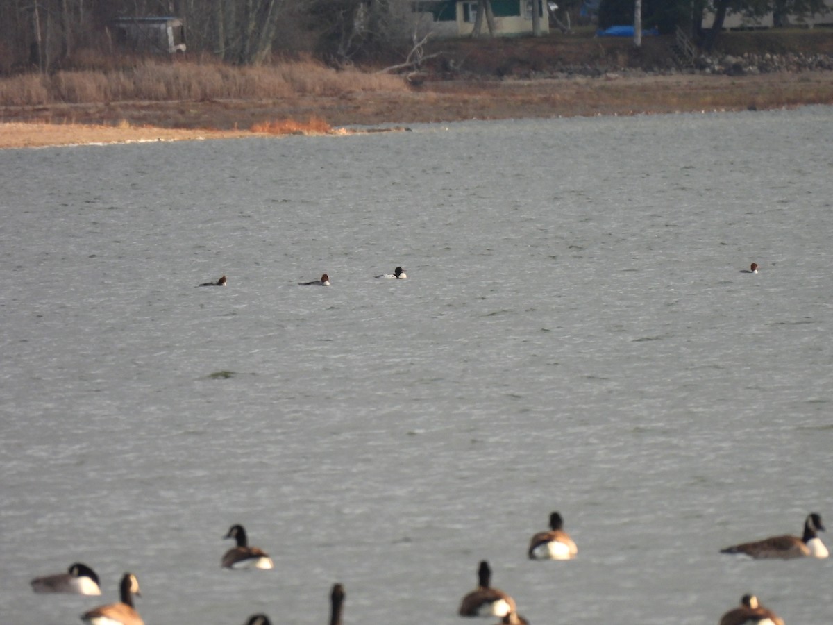 Zerra handia - ML646020869