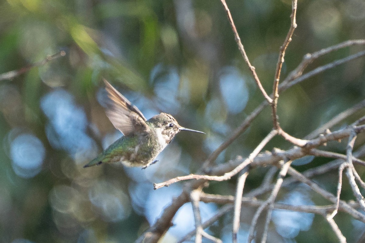 Anna's Hummingbird - ML646020870