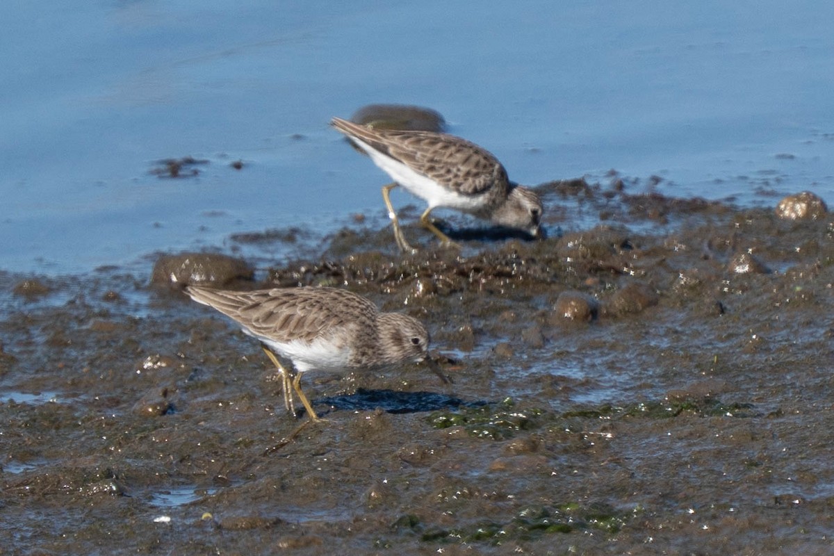 Gambecchio americano - ML646020878