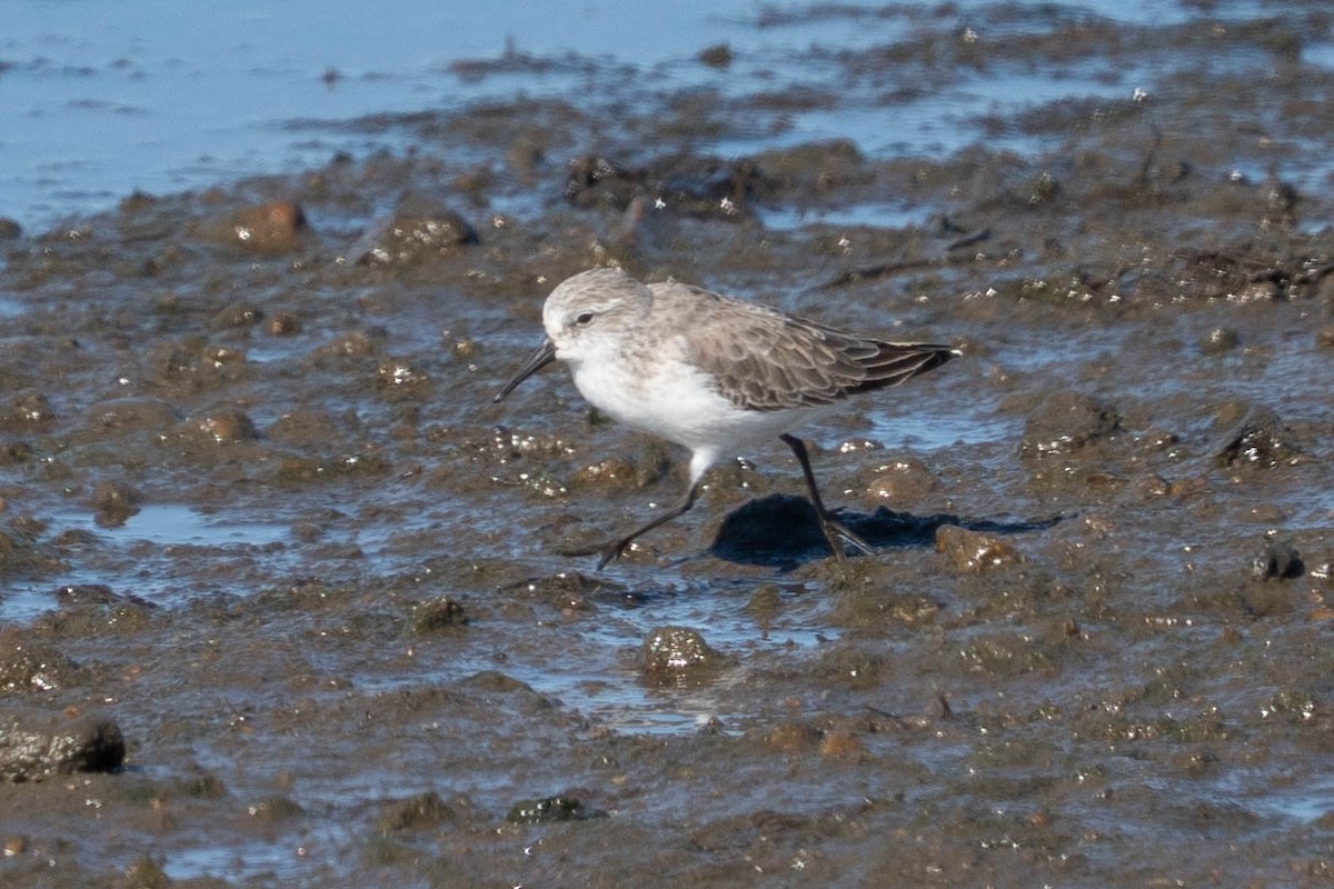 Western Sandpiper - ML646020880