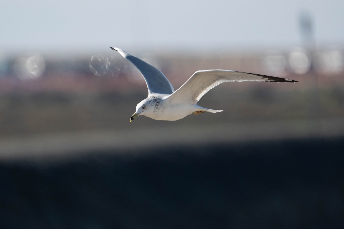 Gavina americana - ML646020881