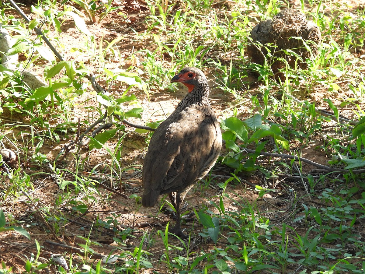 Swainson's Spurfowl - ML646020882