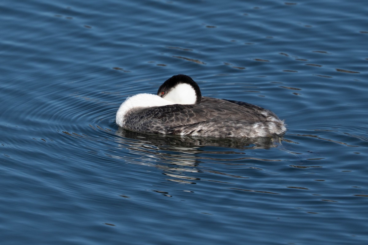 Western Grebe - ML646020883