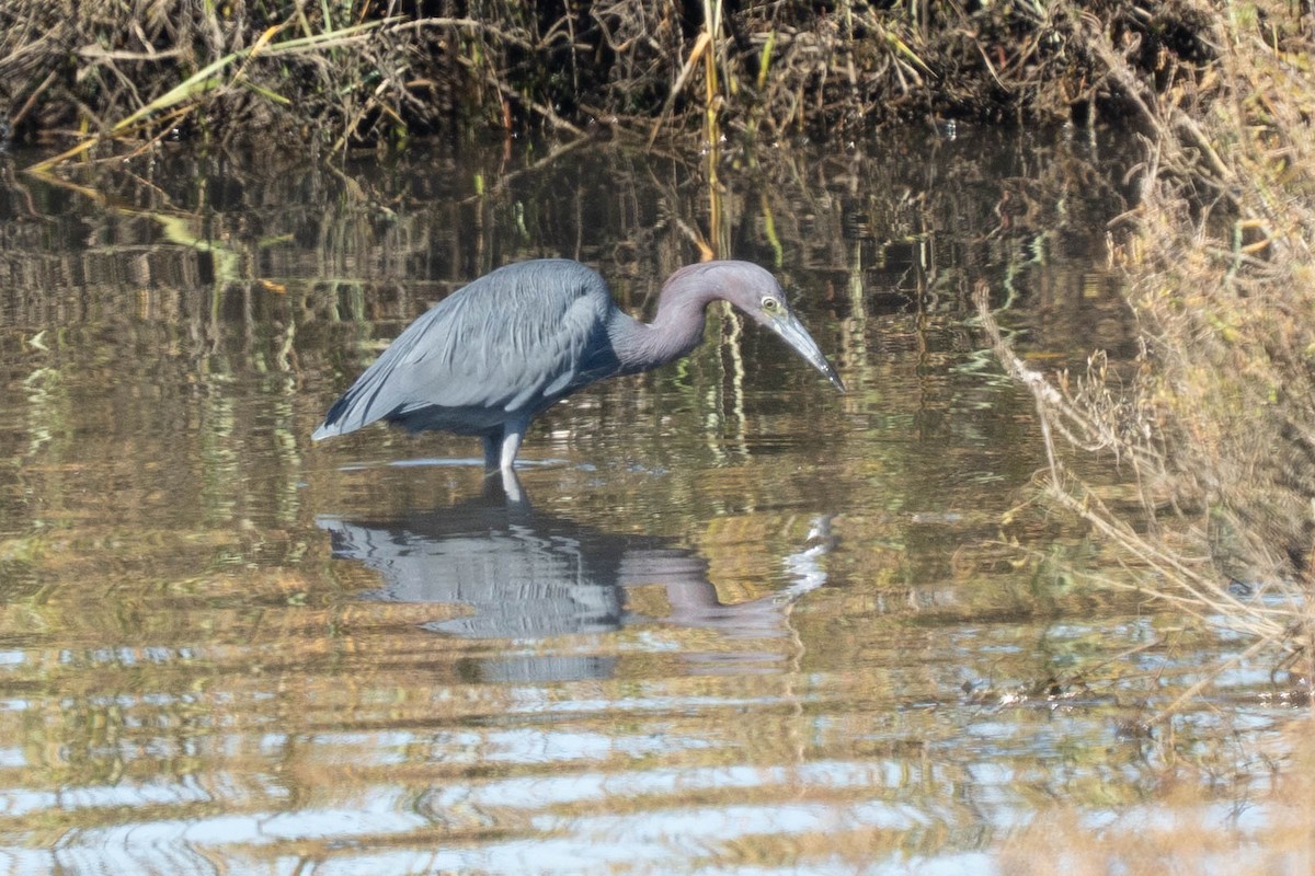 Little Blue Heron - ML646020892