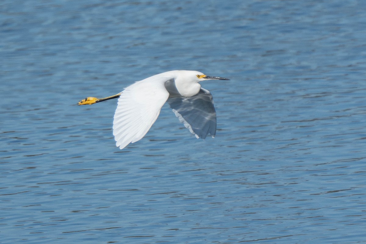 Snowy Egret - ML646020895