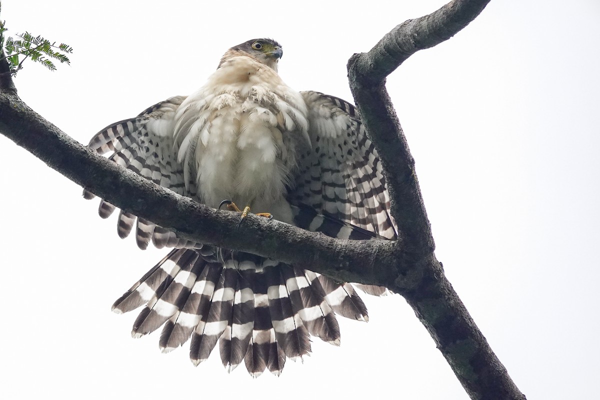 Bicolored Hawk - ML646020900