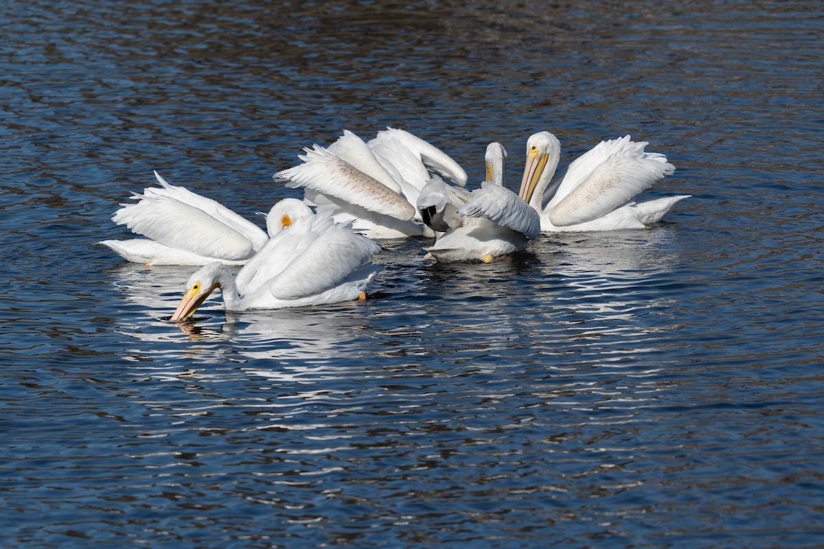 Pelícano Norteamericano - ML646020907