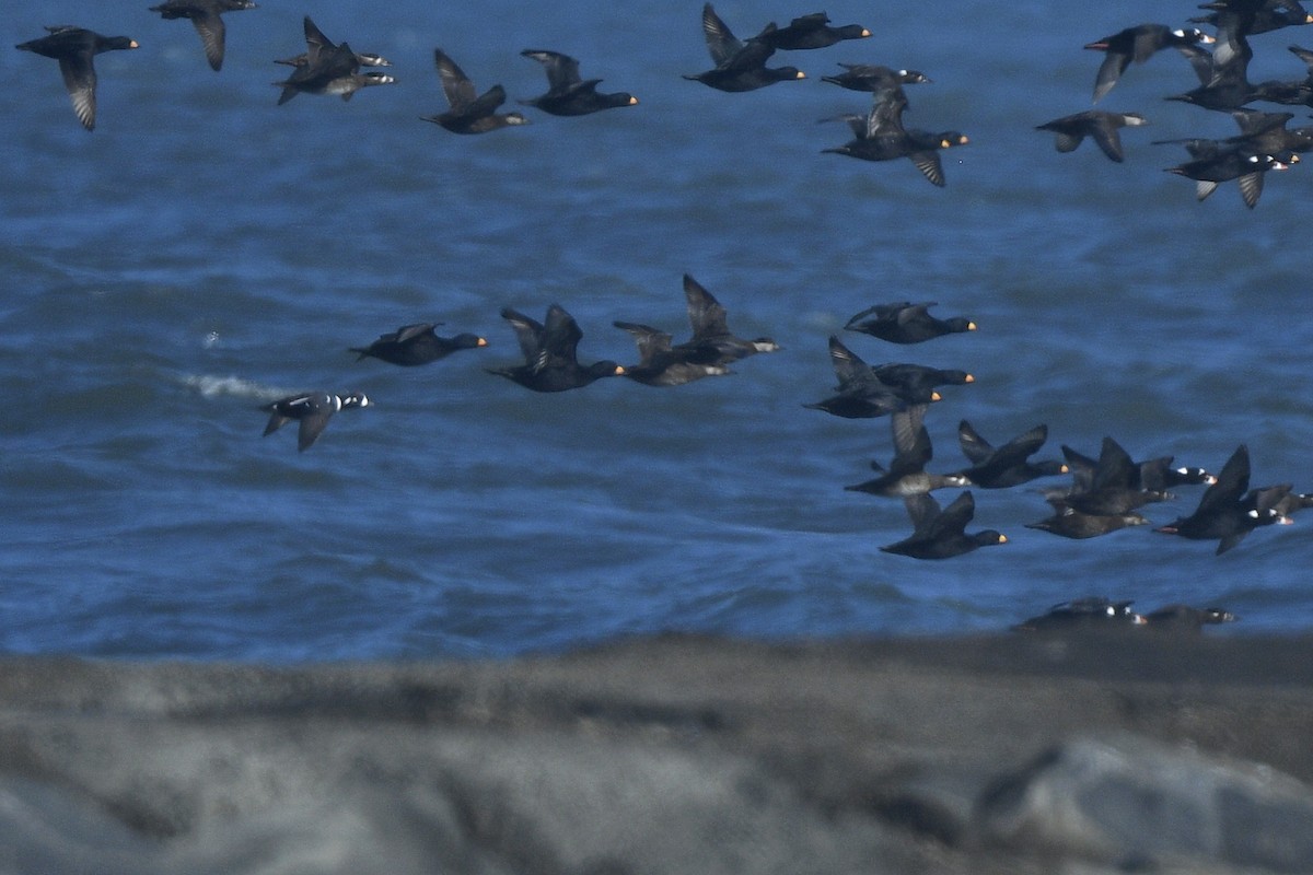 Ahate arlekina - ML646020911