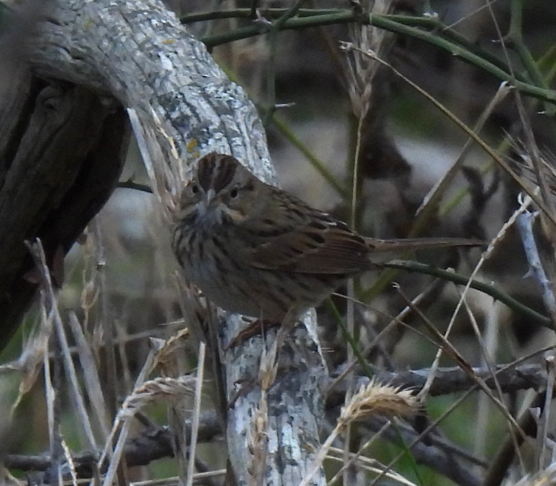 Lincoln's Sparrow - ML646020912