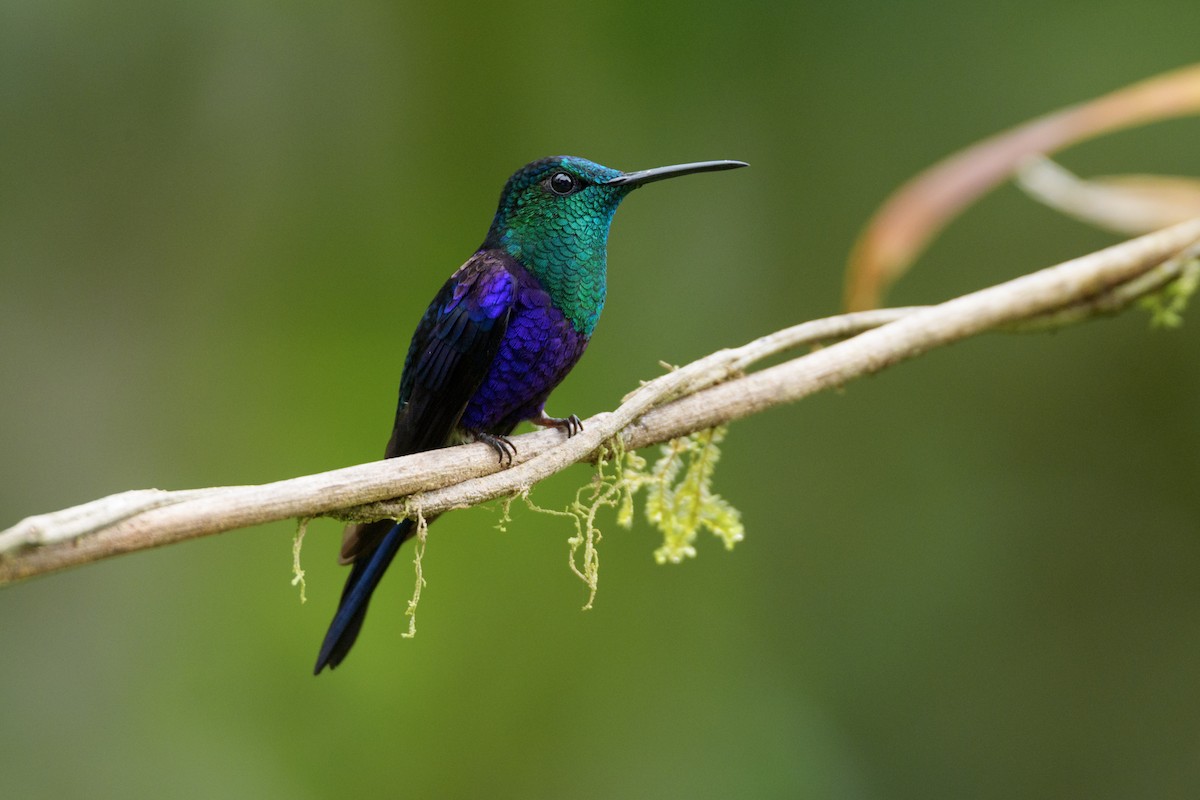 Crowned Woodnymph (Green-crowned) - ML646020922