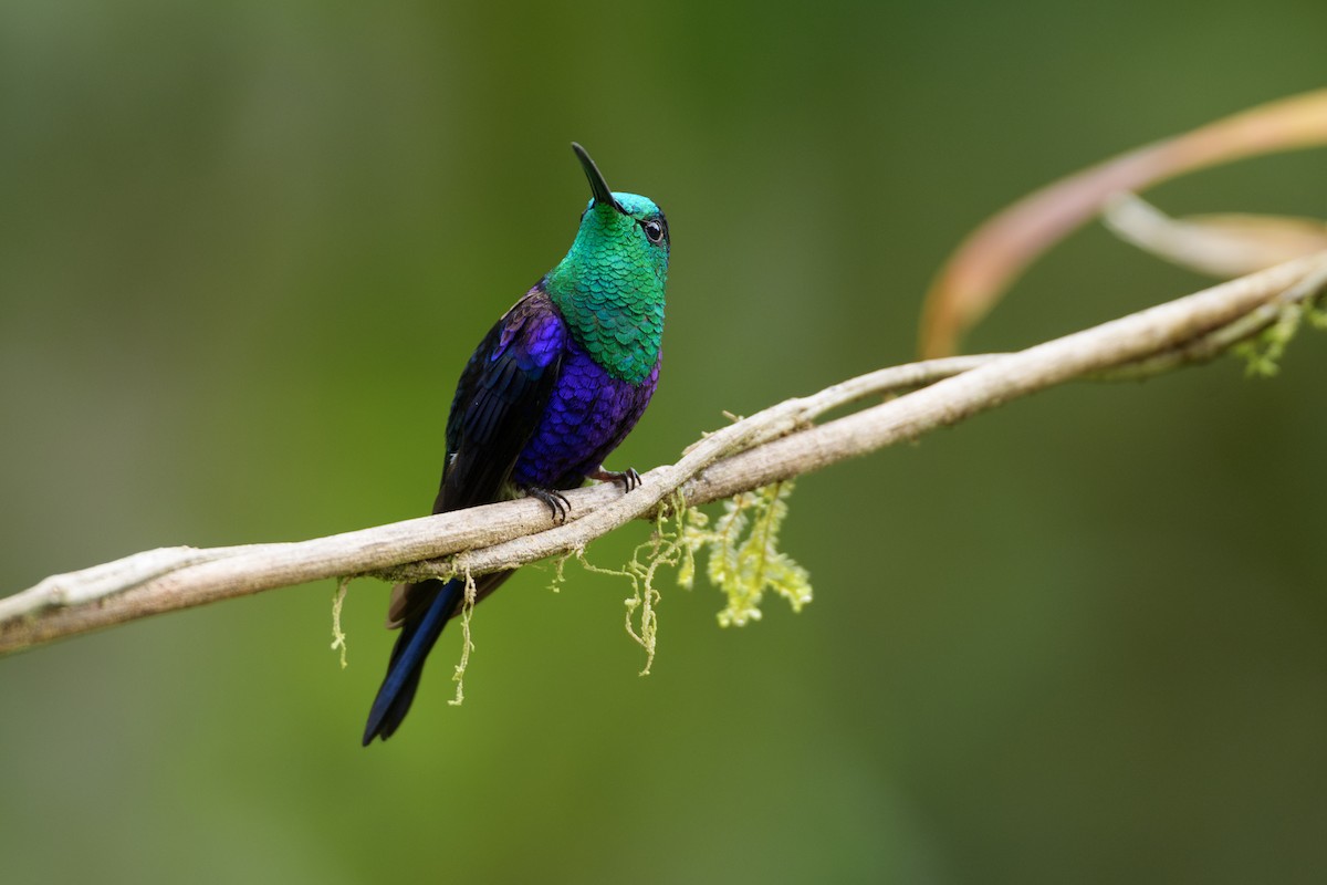 Crowned Woodnymph (Green-crowned) - ML646020923