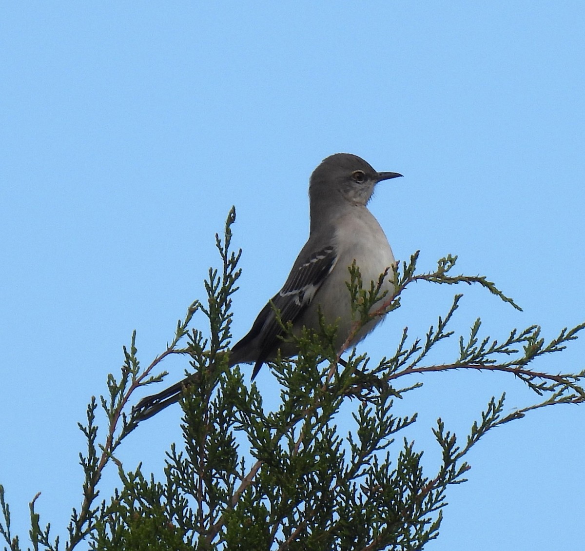 Sinsonte Norteño - ML646020924