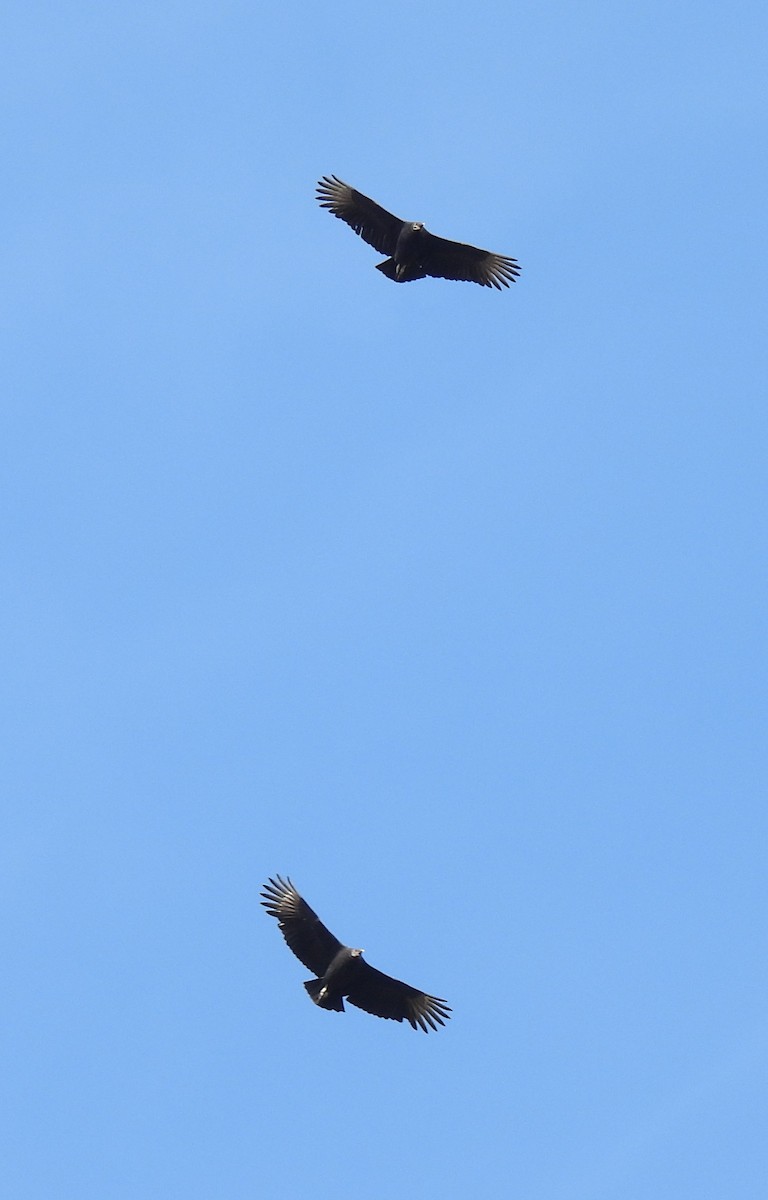 Black Vulture - ML646020935