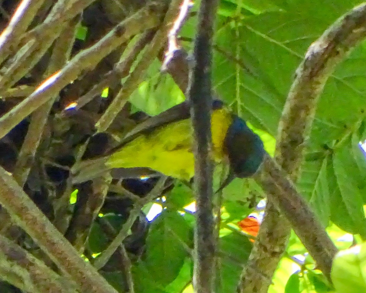 Kahverengi Gerdanlı Nektarkuşu - ML646020941