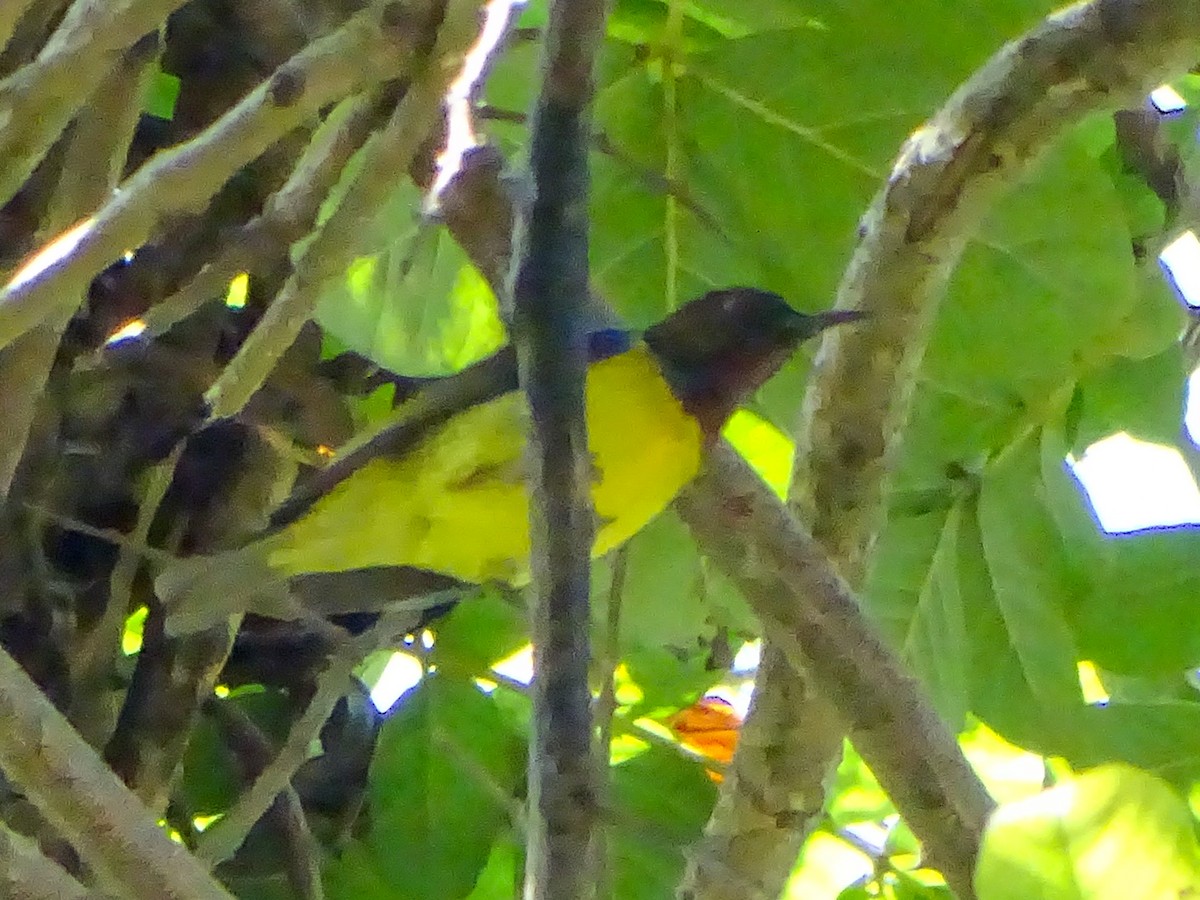 Kahverengi Gerdanlı Nektarkuşu - ML646020942