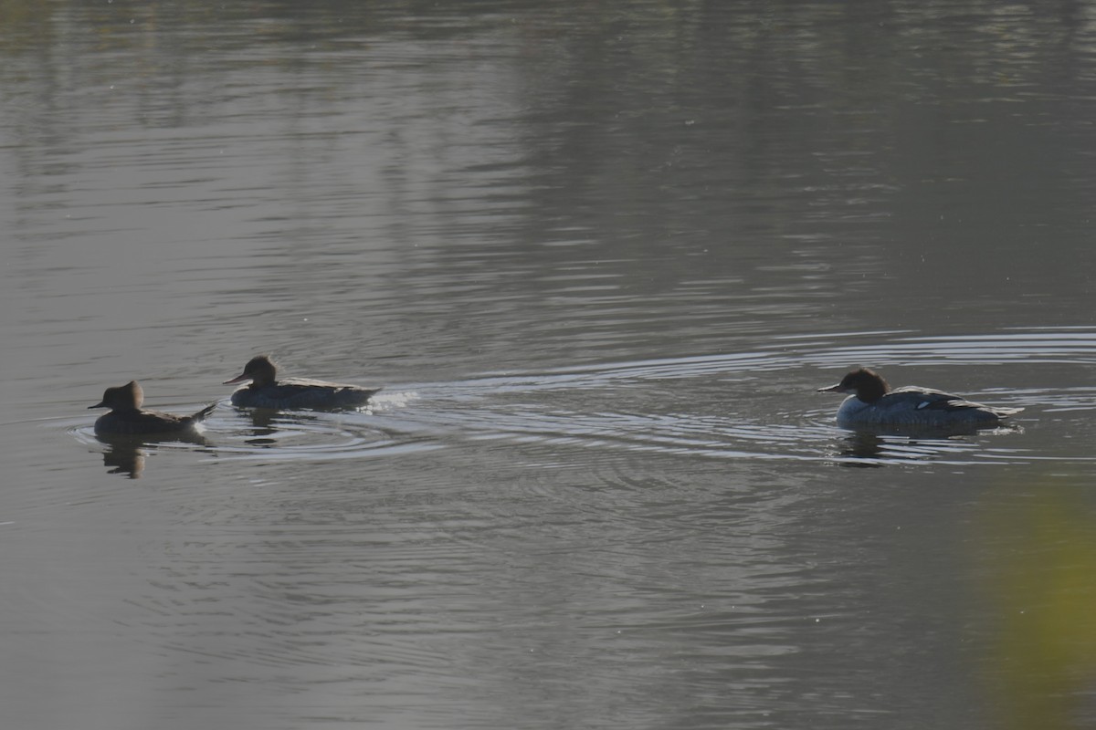 Hooded Merganser - ML646020943