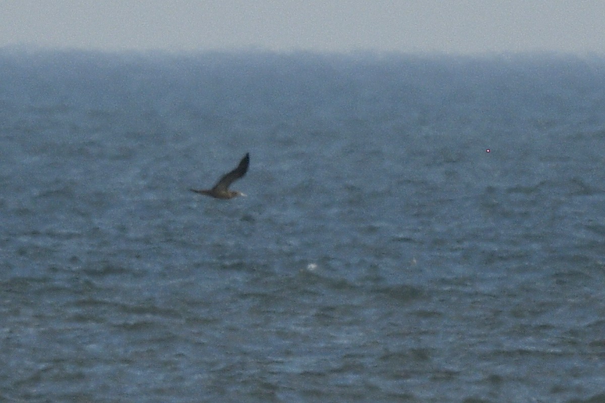 Sula fosca - ML646020944